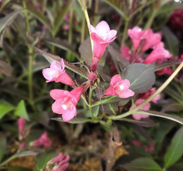 Spilled Wine Weigela
