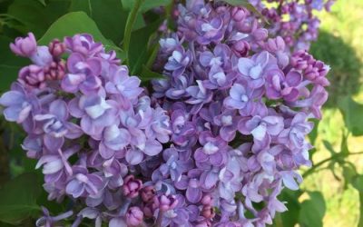 Scentara Double Blue Lilac