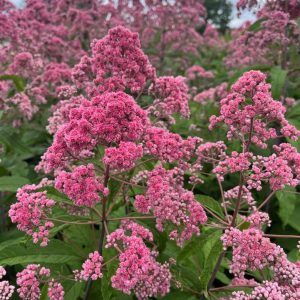 EUPATORIUM FISTULOSUM `JOJO`