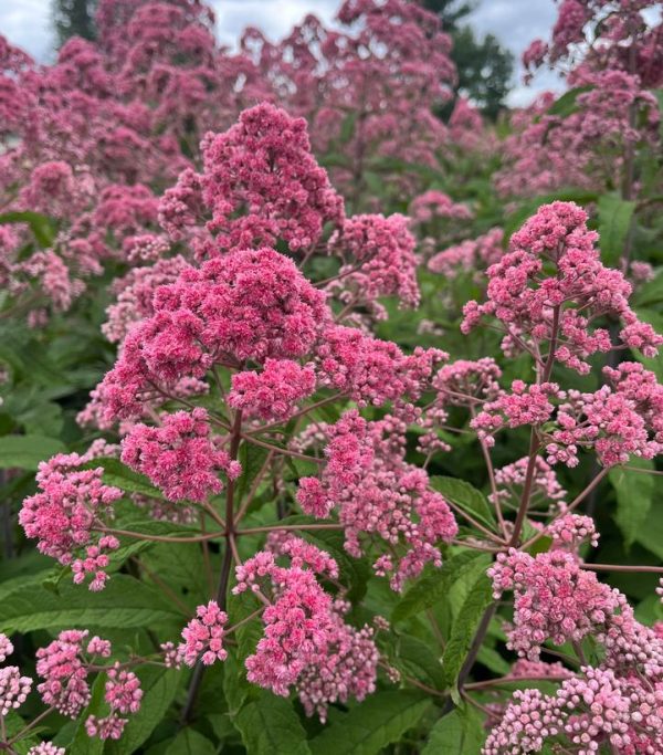 EUPATORIUM FISTULOSUM `JOJO`
