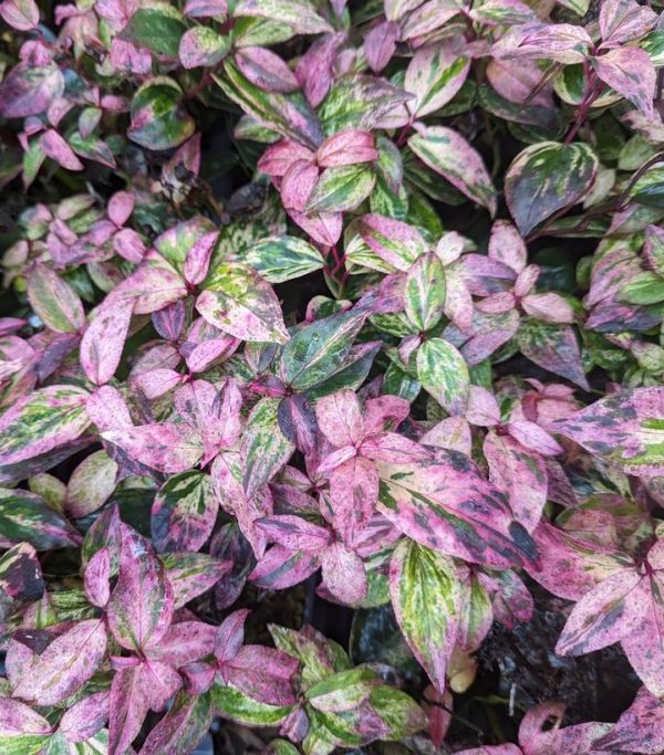 LEUCOTHOE FONTANESIANA `PAISLEY PUP`
