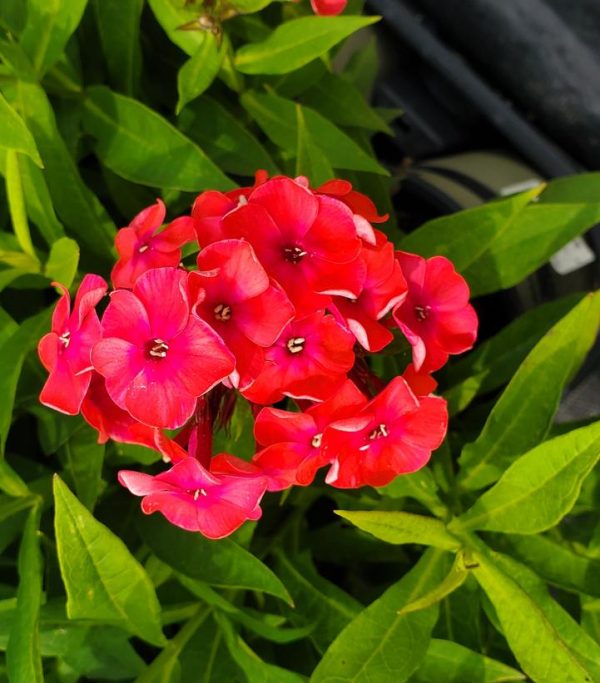 PHLOX `VOLCANO RUBY`