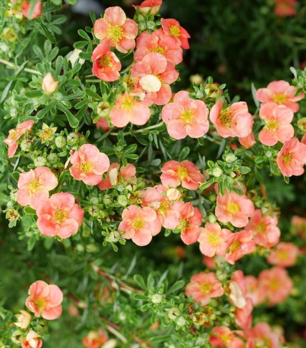 POTENTILLA FRUTICOSA HAPPY FACE `ORANGE`