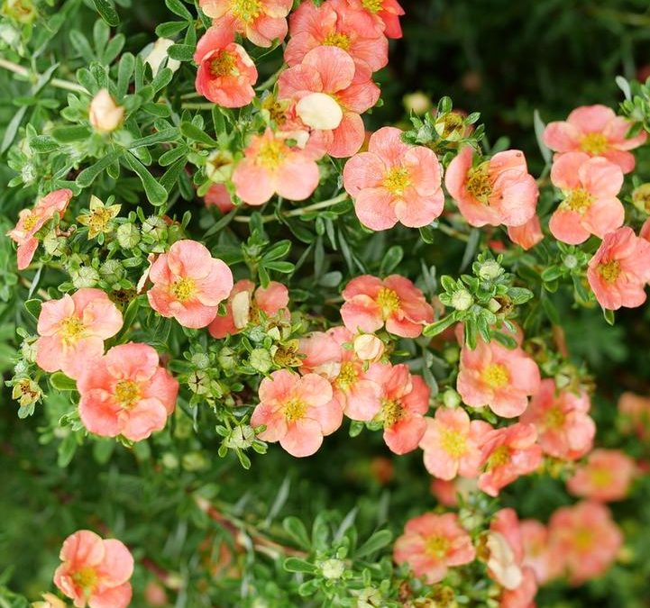 Plant Spotlight: Happy Face® Hearts Potentilla