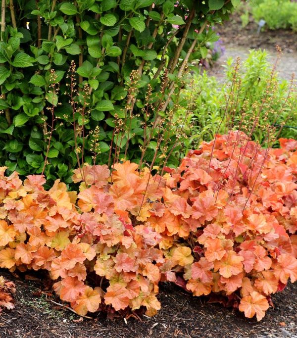 HEUCHERA NORTHERN EXPOSURE `AMBER`