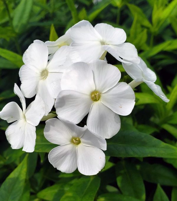 PHLOX `VOLCANO WHITE`