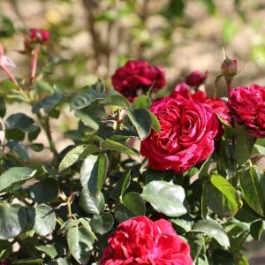 ROSA `TRUE ENDEARMENT`