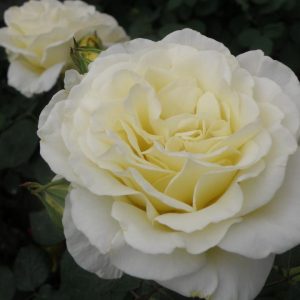 ROSA `TRUE KINDNESS`