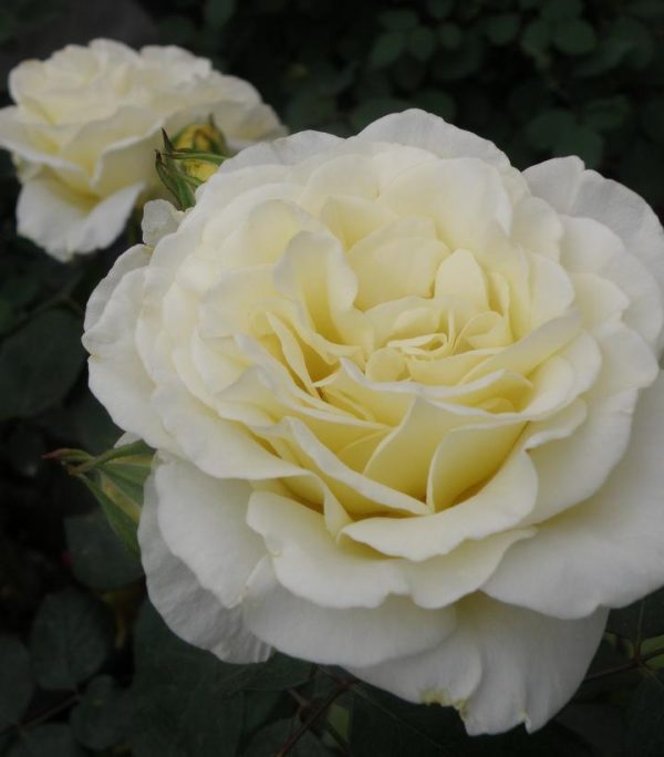ROSA `TRUE KINDNESS`