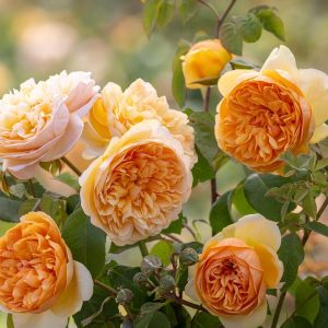ROSA `BRING ME SUNSHINE`