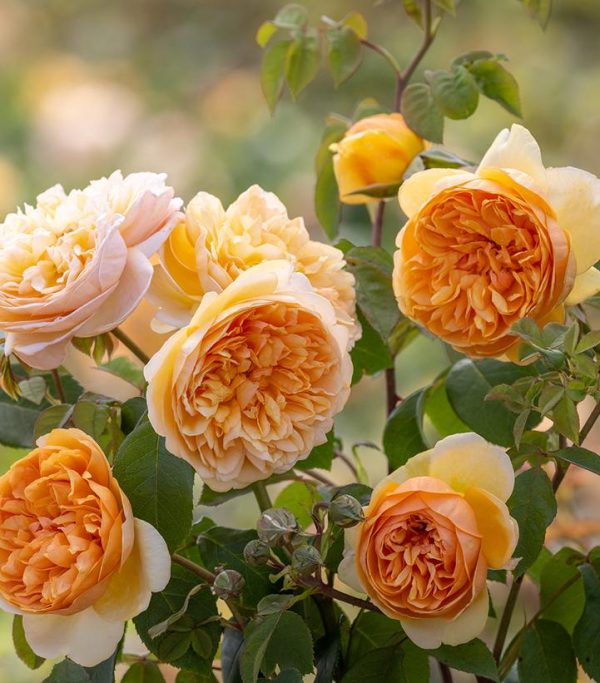 ROSA `BRING ME SUNSHINE`