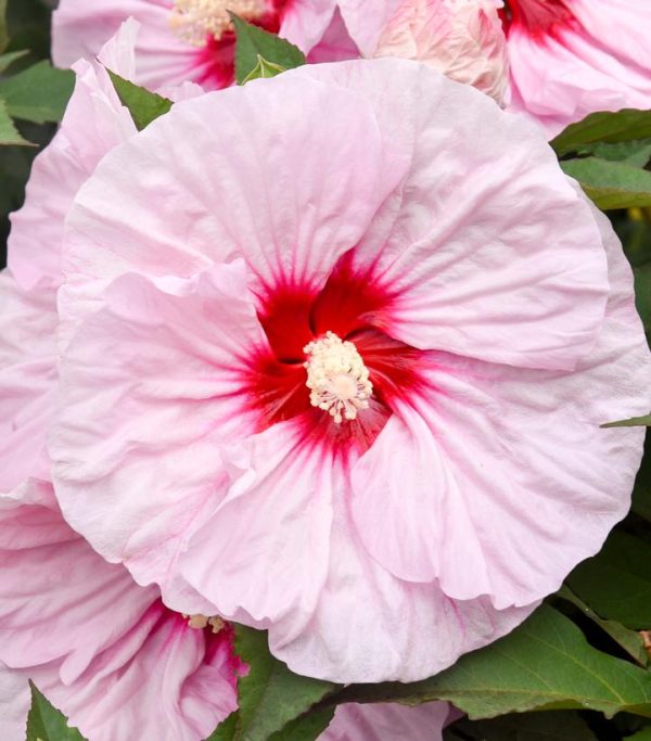HIBISCUS SUMMERIFIC `ALL EYES ON ME`