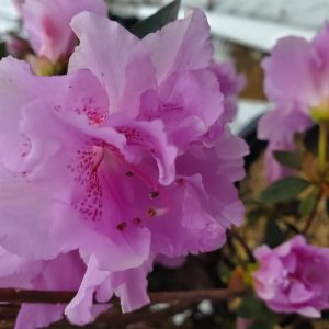 AZALEA `ELSIE LEE`