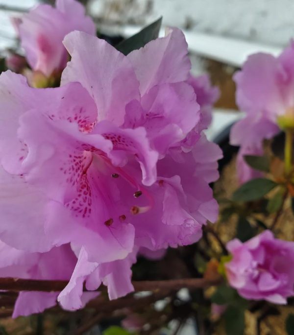 AZALEA `ELSIE LEE`