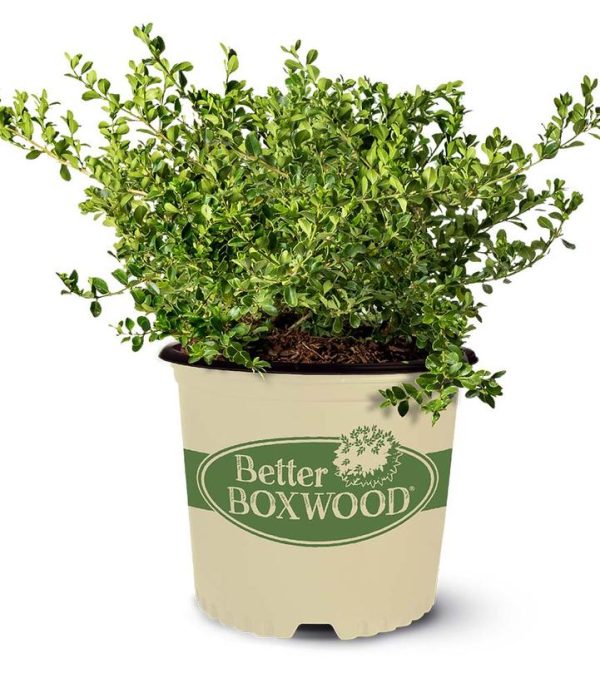 BUXUS BETTER BOXWOODr BABYLON BEAUTYT