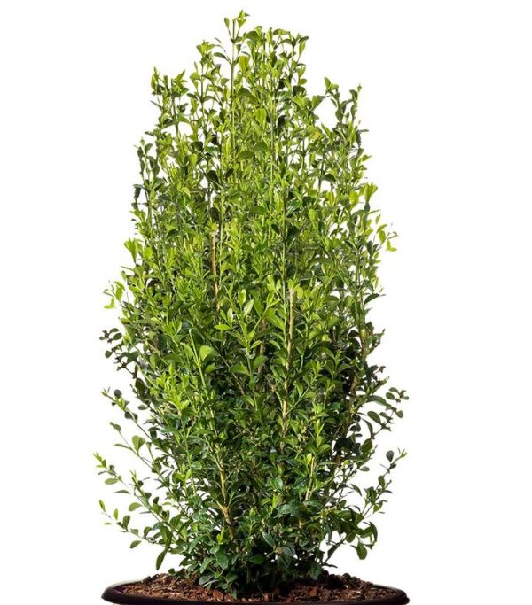 BUXUS BETTER BOXWOODr HERITAGET