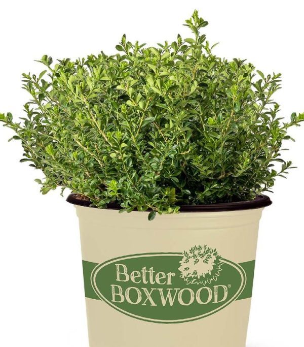 BUXUS BETTER BOXWOODr RENAISSANCET