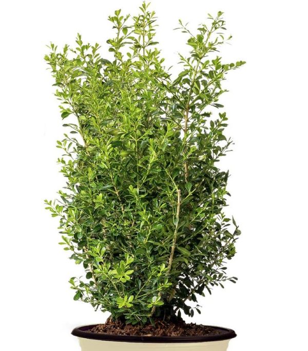 BUXUS BETTER BOXWOODr SKYLIGHTT