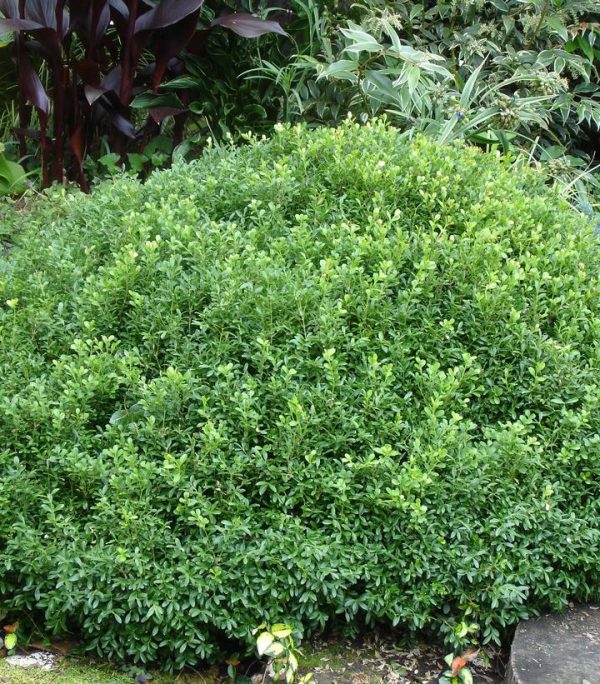 BUXUS NEWGEN `LIBERTY BELLE`