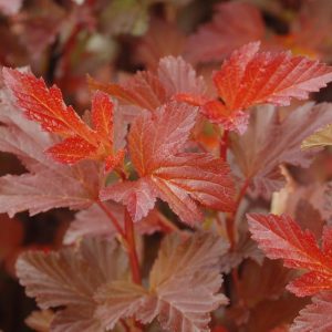 PHYSOCARPUS OP. `CENTER GLOW`