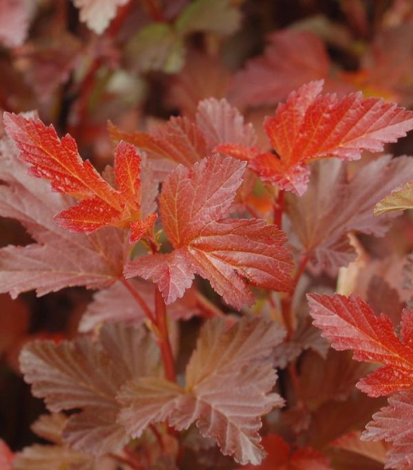 PHYSOCARPUS OP. `CENTER GLOW`