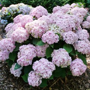 HYDRANGEA M `WEE BIT INNOCENT`