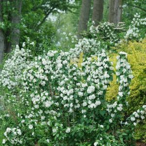 PHILADELPHUS ILLUMINATI `SPICE`