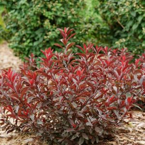 PRUNUS CISTENA `STAY CLASSY`