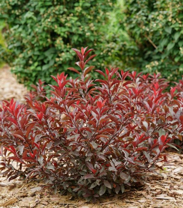 PRUNUS CISTENA `STAY CLASSY`