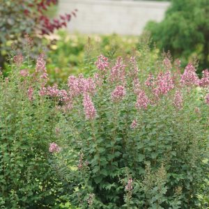 SYRINGA X BLOOMERANG `BALLET`