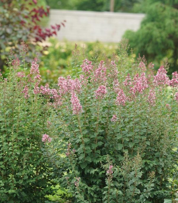 SYRINGA X BLOOMERANG `BALLET`