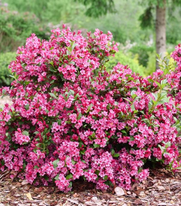 WEIGELA `SONIC BLOOM PUNCH`
