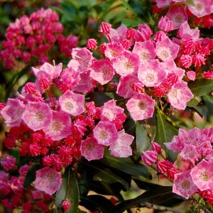 KALMIA LATIFOLIA `SHOWTIME`