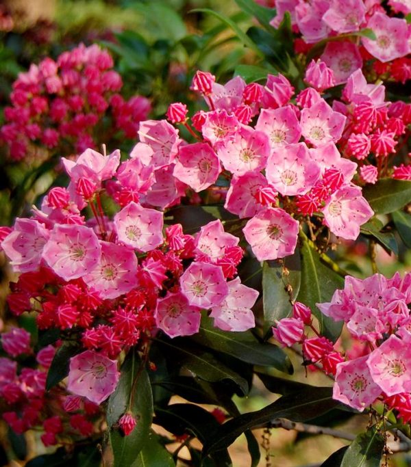 KALMIA LATIFOLIA `SHOWTIME`