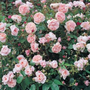 ROSA `COLETTE` CL