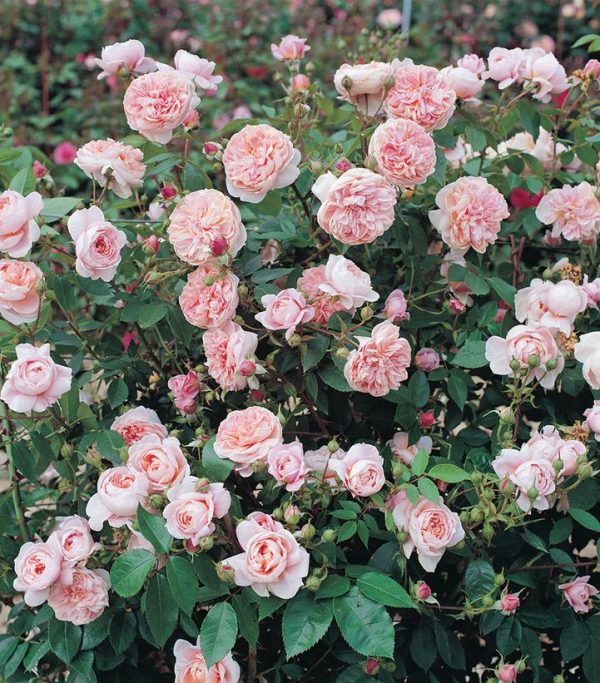 ROSA `COLETTE` CL