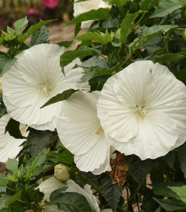 HIBISCUS `MARSHMALLOW MOON`