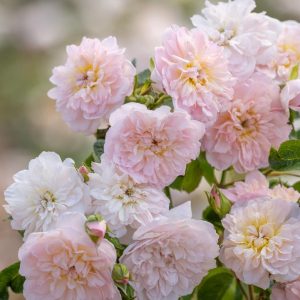 ROSA `ELIZABETH`
