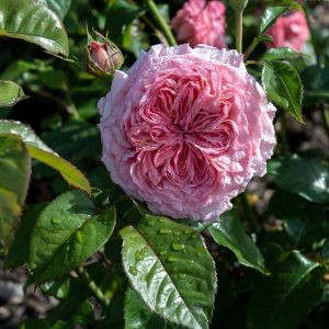 ROSA `ROMANTICA BALL GOWN`