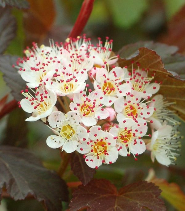 PHYSOCARPUS OP. `SUMMER WINE`