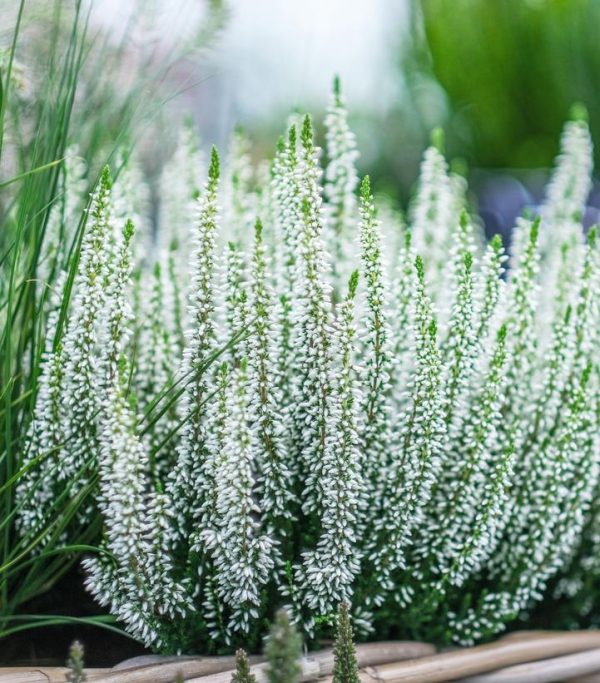 CALLUNA VULGARIS BEAUTY LADIES `VIVA` (WHITE)