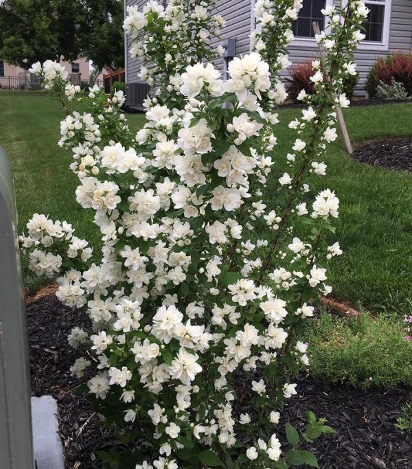 PHILADELPHUS LEWISII `PEARLS OF PERFUME`