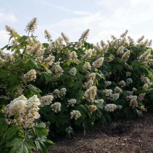 HYDRANGEA QUE. `AUTUMN REPRISE`