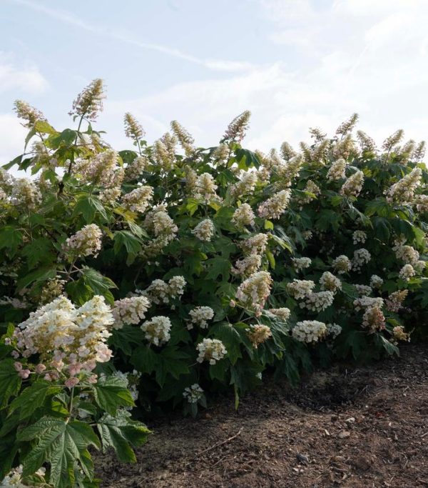 HYDRANGEA QUE. `AUTUMN REPRISE`