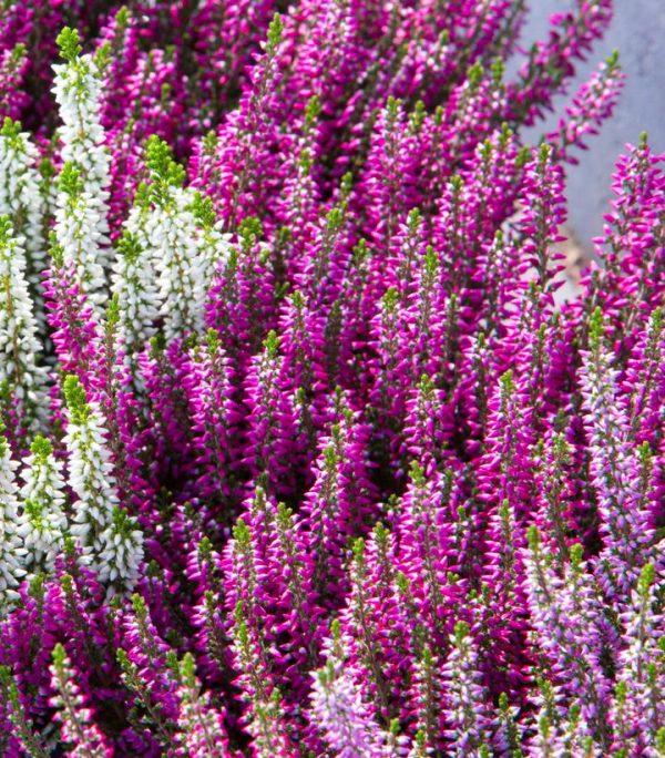 CALLUNA VULGARIS BEAUTY LADIES `LYNN` (PURPLE)