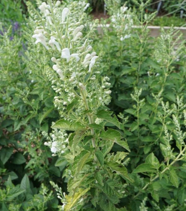 SCUTELLARIA INCANA `PRAIRIE SNOW`