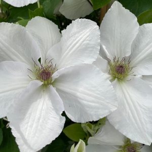 CLEMATIS `GUERNSEY FLUTE` (MUST SLEEVE)