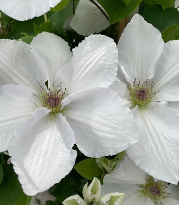 CLEMATIS `GUERNSEY FLUTE` (MUST SLEEVE)