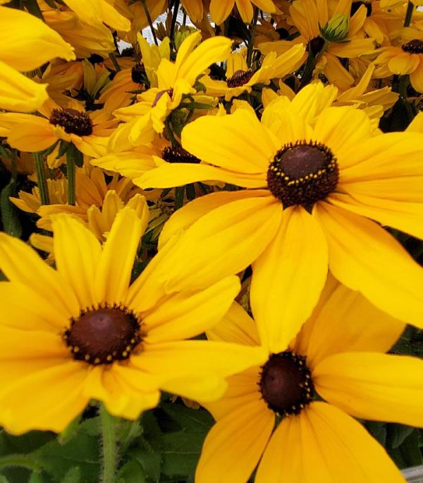 RUDBECKIA HIRTA `SUNSPOT GOLD`
