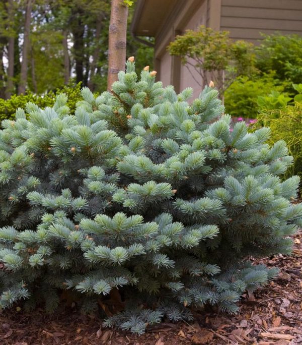 PICEA PUNGENS `GLAUCA GLOBOSA`